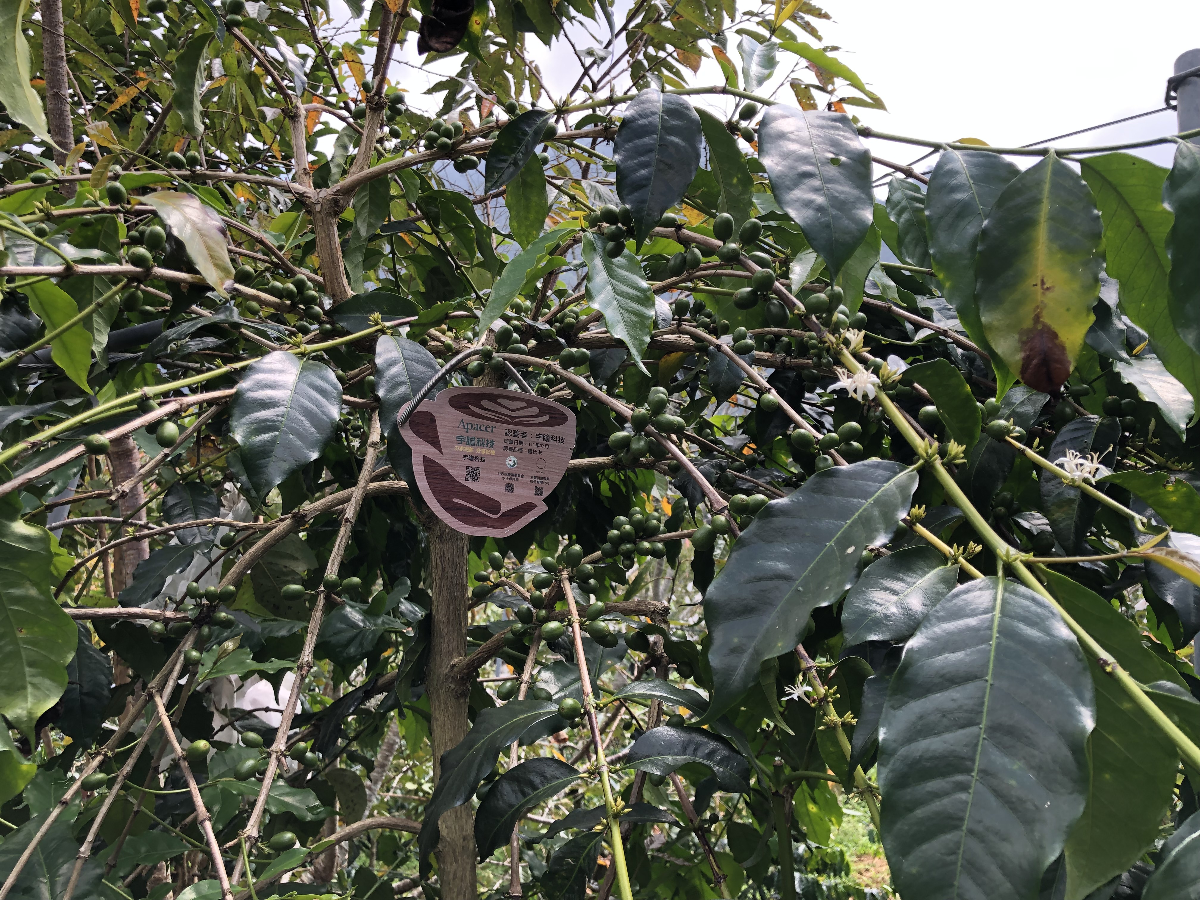 Apacer_donate_coffee_farm_1.jpeg (2.88 MB)